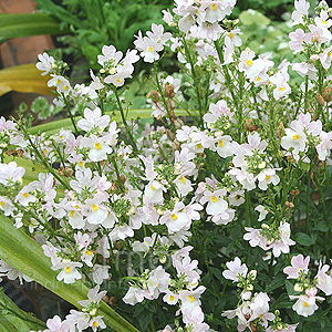 Nemesia Wisley Vanilla - Nemesia