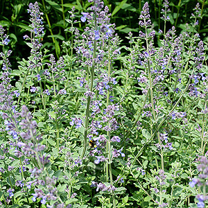 Nepeta X Faassenii - Catmint, Nepeta