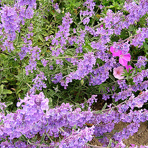 Nepeta Sibirica - Catswort, Nepeta