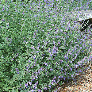 Nepeta X Faassenii 'Six Hills Giant' - Catmint, Nepeta