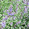 Nepeta Racemosa - Walkers Low