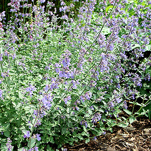 Nepeta Racemosa 'Walkers Low' - Catnip, Nepeta