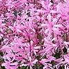 Nerine Bowdenii