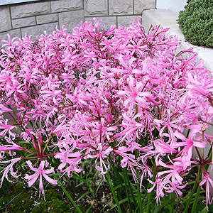 Nerine Bowdenii - Cape Colony