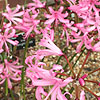 Nerine Bowdenii - Smee