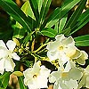 Nerium Oleander - Sister Agnes