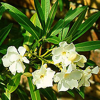 Nerium Oleander 'Sister Agnes' - Oleander
