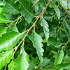 Nothofagus Obliqua