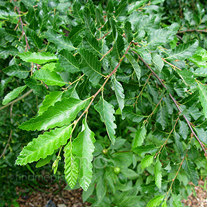 Nothofagus Obliqua - Roble Beech