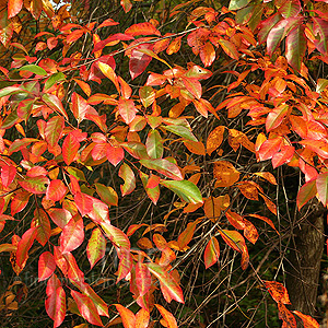 Nyssa Sylvatica 'Jermyns Flame' - Tupelo, Black Gum