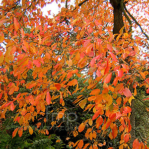 Nyssa Sylvatica - Chinese Tupelo, Black Gum