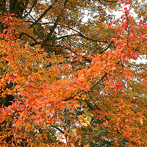 Nyssa Sylvatica 'Wisley Bonfire' - Tupelo, Black Gum