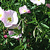 Oenothera Speciosa - Twilight