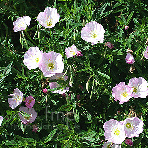 Oenothera Speciosa 'Twilight' - Sundrops, Oenothera