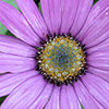 Osteospermum Jucundum - Blackthorn Seedling