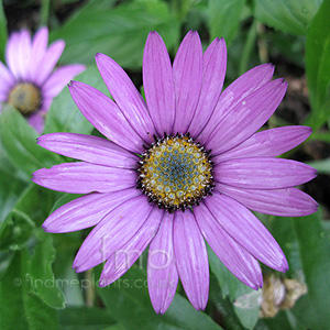 Osteospermum Jucundum 'Blackthorn Seedling' - Osteospermum