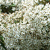 Olearia Cheesemanii