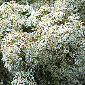 Olearia Cheesemanii - Daisy Bush