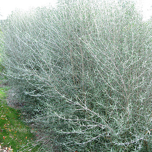 Olearia Dartonii 'Uneralis' - Daisy Bush, Olearia