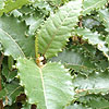 Olearia Macrodonta