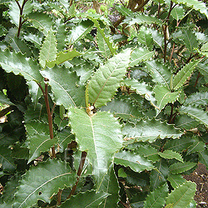 Olearia Macrodonta - New Zealand Holly