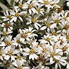 Olearia X Mollis