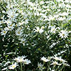 Olearia X Scilloniensis