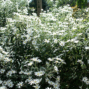 Olearia X Scilloniensis - Daisy Bush