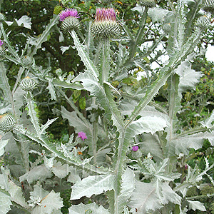 Onopordon Acanthium - Scotch Thistle, Onopordon