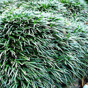 Ophiopogon Japonicus - Ophiopogon, Lily Turf 