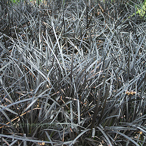 Ophiopogon Planiscapus 'Nigrescens' - Lily Turf