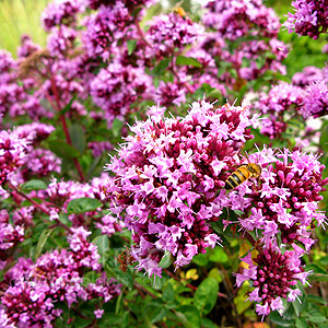 Origanum 'Rosenkuppel' - Origanum