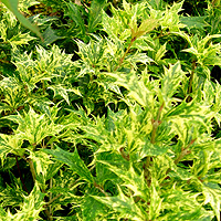 Osmanthus Heterophyllus 'Goshiki Tricolor' - Holly Olive, Variegated Tea Olive, Osmanthus