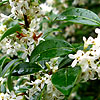 Osmanthus X Burkwoodii