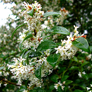 Osmanthus X Burkwoodii - Holly Olive, Osmanthus