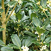 Osmanthus Heterophyllus - Gulftide