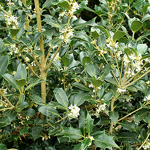 Osmanthus Heterophyllus 'Gulftide' - Holly Olive, Tea Olive, Osmanthus