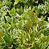 Osmanthus Heterophyllus - Variegatus