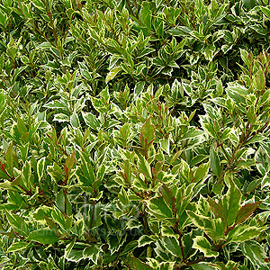 Osmanthus Heterophyllus 'Variegatus' - Tea Olive, Variegated Osmanthus