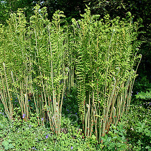 Osmunda Regalis - Royal Fern, Osmunda