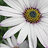 Osteospermum - Lady Leitrim