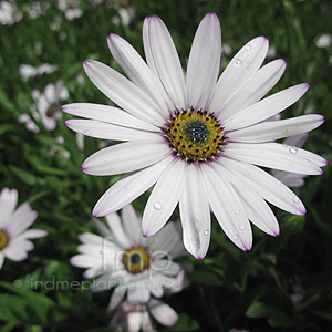 Osteospermum 'Lady Leitrim' - Osteospermum