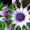 Osteospermum - Pink Whirls