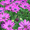 Osteospermum - Sunny Mary