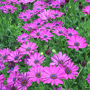 Osteospermum 'Sunny Mary' - Osteospermum