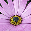 Osteospermum - Tresco Pink