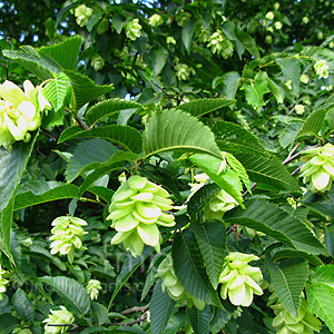 Ostrya Virginiana - European Hop Hornbeam