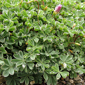 Oxalis Enneaphylla - Shamrock