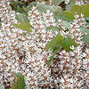 Pachysandra Procumbens