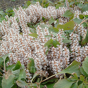 Pachysandra Procumbens - Pachysandra